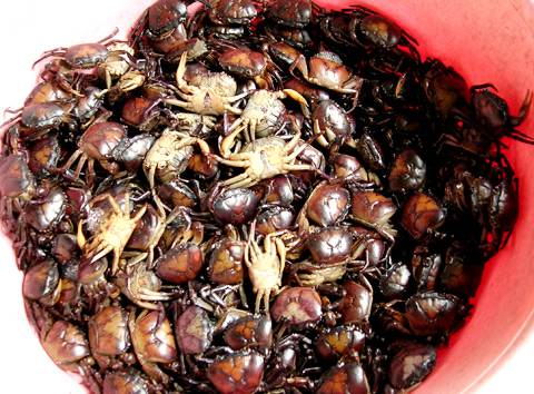 Du Lịch Cửa Lò: Những Món Ăn Ngon Khó Cưỡng (P3) - Ảnh 1 Du Lịch Cửa Lò: Những Món Ăn Ngon Khó Cưỡng (P3) - Ảnh 1