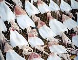 Những Món Ăn Ngon Hấp Dẫn Trên Đảo Cô Tô ( P1 ) Những Món Ăn Ngon Hấp Dẫn Trên Đảo Cô Tô ( P1 )