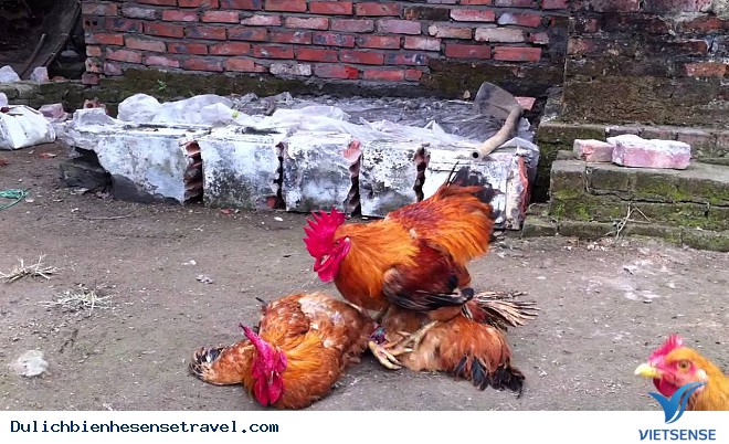 Khám Phá 4 Ngôi Làng Xinh Đẹp Trên Đảo Cát Bà - Ảnh 6