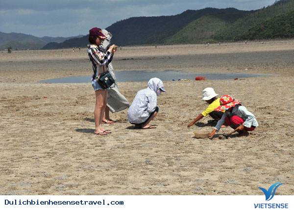 Cận Cảnh Săn "Vàng Ròng" Trên Đảo Quan Lạn - Ảnh 3 Cận Cảnh Săn "Vàng Ròng" Trên Đảo Quan Lạn - Ảnh 3