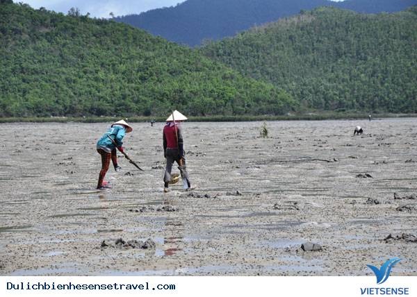 Cận Cảnh Săn "Vàng Ròng" Trên Đảo Quan Lạn - Ảnh 1 Cận Cảnh Săn "Vàng Ròng" Trên Đảo Quan Lạn - Ảnh 1