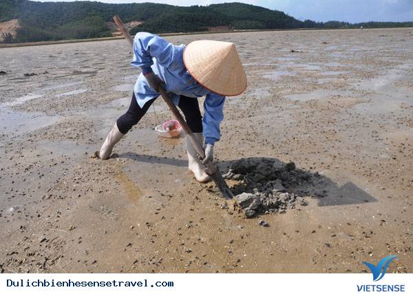 Cận Cảnh Săn "Vàng Ròng" Trên Đảo Quan Lạn - Ảnh 2 Cận Cảnh Săn "Vàng Ròng" Trên Đảo Quan Lạn - Ảnh 2