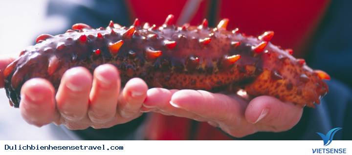 Đặc Sản Hải Sâm Phú Quốc - Ảnh 1 Đặc Sản Hải Sâm Phú Quốc - Ảnh 1