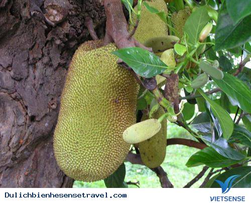 hành trình Cửa Lò: Những Món Ăn Ngon Khó Cưỡng (P2) - Ảnh 7 hành trình Cửa Lò: Những Món Ăn Ngon Khó Cưỡng (P2) - Ảnh 7