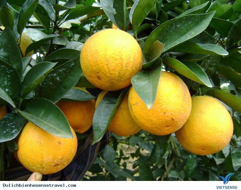 hành trình Cửa Lò: Những Món Ăn Ngon Khó Cưỡng (P3) - Ảnh 3 hành trình Cửa Lò: Những Món Ăn Ngon Khó Cưỡng (P3) - Ảnh 3