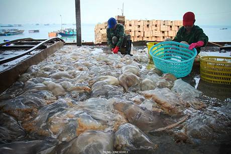 Khai Thác "Vàng Trắng" Trên Đảo Cô Tô - Ảnh 2 Khai Thác "Vàng Trắng" Trên Đảo Cô Tô - Ảnh 2