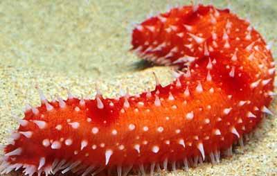 Những Đặc Sản Trên Đảo Phú Quốc ( P2 ) - Ảnh 4