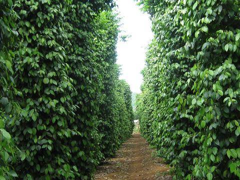 Những Đặc Sản Trên Đảo Phú Quốc ( P2 ) - Ảnh 3