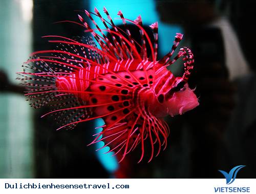 Viện Hải Dương Học Nha Trang 2 Viện Hải Dương Học Nha Trang 2