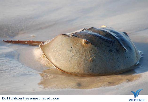 Những Món Ngón Khó Cưỡng Khi đi thăm quan Cát Bà (P1) - Ảnh 1