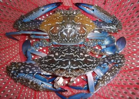 Những Món Ngón Khó Cưỡng Khi đi thăm quan Cát Bà (P3) - Ảnh 7 Những Món Ngón Khó Cưỡng Khi đi thăm quan Cát Bà (P3) - Ảnh 7