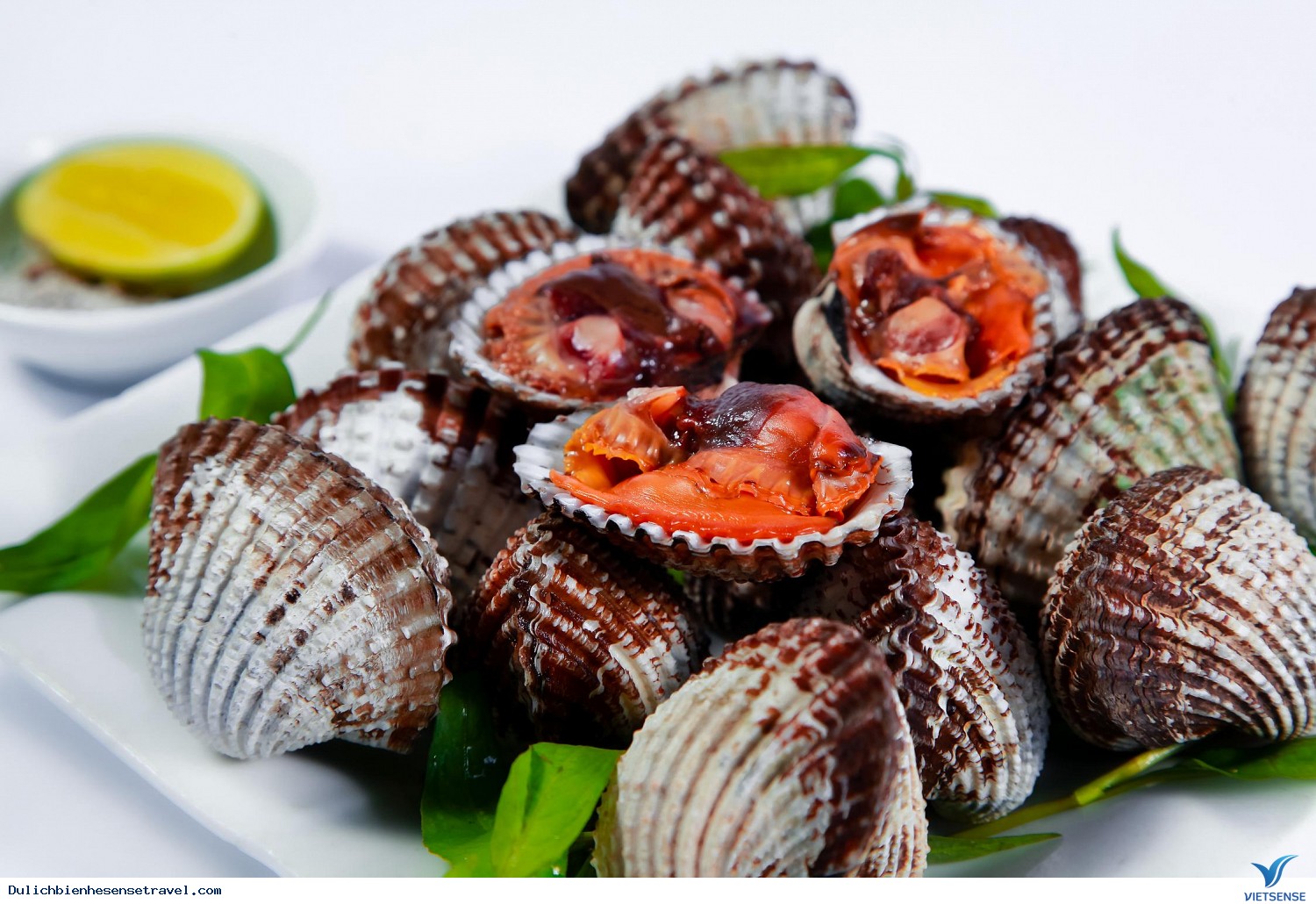 Sò huyết Sò huyết