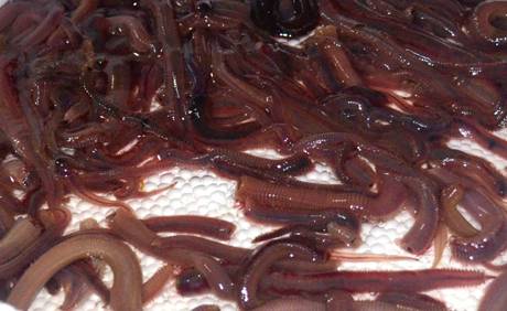 Về Quan Lạn Xem Đào Rơi - Ảnh 2